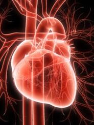 sistema cardiovascolare e ipertensione